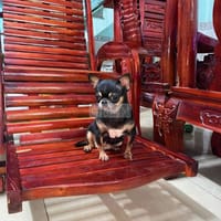 chó Chihuahua cái tơ thuần chủng - Chó Chihuahua