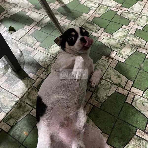 Chó chihuahua bò sữa đực nặng 2kg - Chó Chihuahua 2
