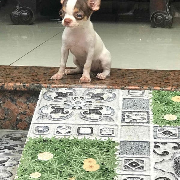 bé cái mini 3 tháng tuổi - Chó Chihuahua 0