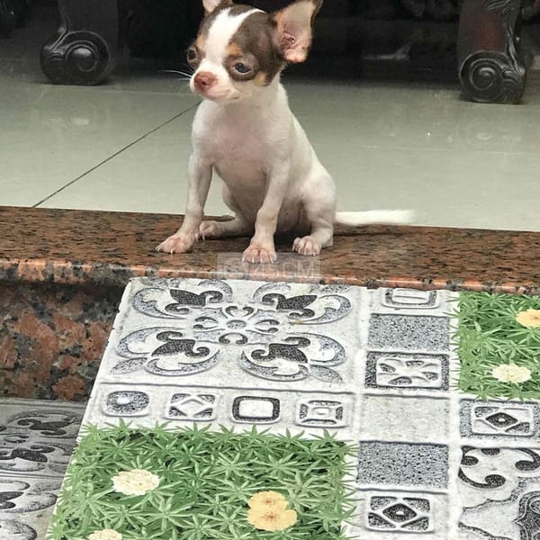 bé cái mini 3 tháng tuổi - Chó Chihuahua 1
