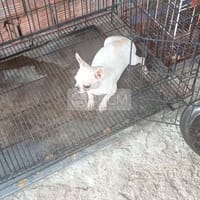 chi va ₫ực - Chó Chihuahua