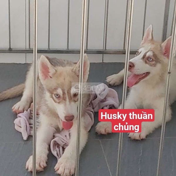 Chó Husky Ngáo Cái - Khác 2