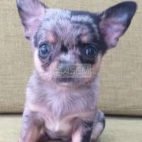Cần bán - Chó Chihuahua