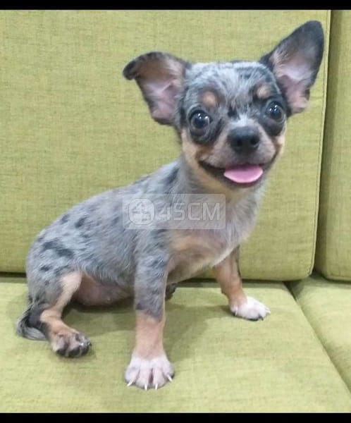 Cần bán - Chó Chihuahua 1