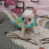Chihuahua con trai bé bé xinh xinh - Chó Chihuahua