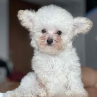 Poodle trắng nhà đẻ - 2,5 tháng - Chó Poodle (chó săn vịt)