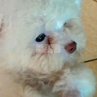 Poodle teacup tiny Trăng mũi hồng  2,5 tháng tuổi - Chó Poodle (chó săn vịt)