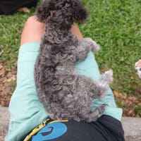 Bán bé chó  Poodle xám cái chân lùn 4 tháng tuổi - Chó Poodle (chó săn vịt)