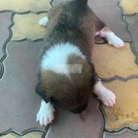 Chó lai nhật nâu vàng trắng - Chó Husky Sibir
