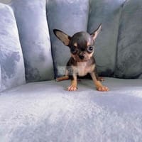 Chihuahua thuần chủng đủ màu sắc 2 tháng tuổi - Chó Chihuahua