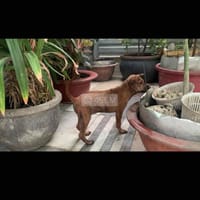 chó phú quốc thuần chủng - Chó Phú Quốc