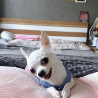 Pass em cứng - Chó Chihuahua