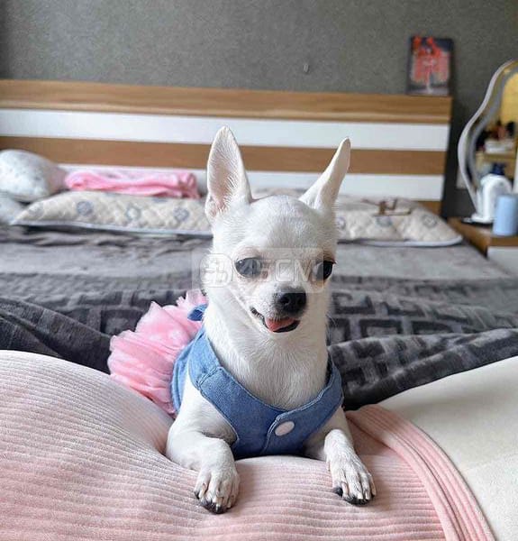 Pass em cứng - Chó Chihuahua 1