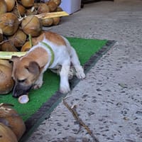 Chó phú quốc bao xinh - Chó Phú Quốc