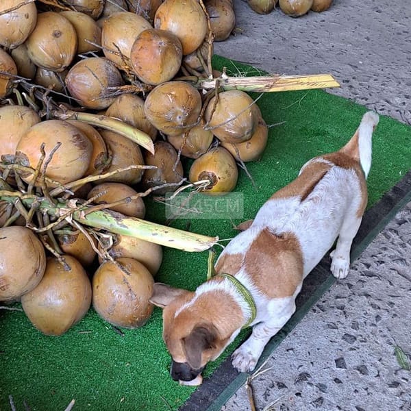 Chó phú quốc bao xinh - Chó Phú Quốc 1