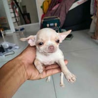 Chó nhà em đẻ được một con cần bán - Chó Chihuahua