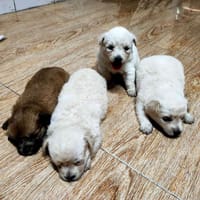 Mẹ shizu cha nhật mini - Chó Husky Sibir
