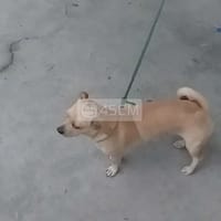 Tôi muốn bán chó Chihuahua nhà mình - Chó Chihuahua