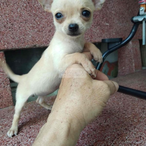 CHIHUAHUA - Chó Chihuahua 2