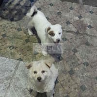Cần bán 2 bé chó cỏ lai Phú Quốc - Khác