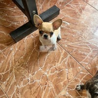chihuahua 2 tháng tuổi có nguồn gốc chó bố mẹ đẹp - Chó Chihuahua