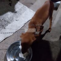 bán chó - Chó Samoyed