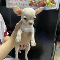Chihuahua thuần ở Thuận An Bình Dương - Chó Chihuahua
