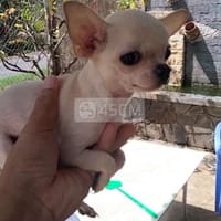 Bé trai - Chó Chihuahua