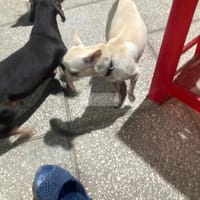 chihuahua + lạp xưởng cái - Chó Chihuahua