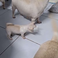 Chó chihuahua trắng, trắng kem, đực cái đầy đủ - Chó Chihuahua