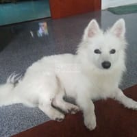 Không có thời gian chăm sóc - Chó Husky Sibir