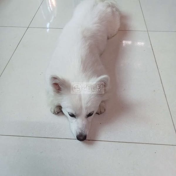 Không có thời gian chăm sóc - Chó Husky Sibir 1