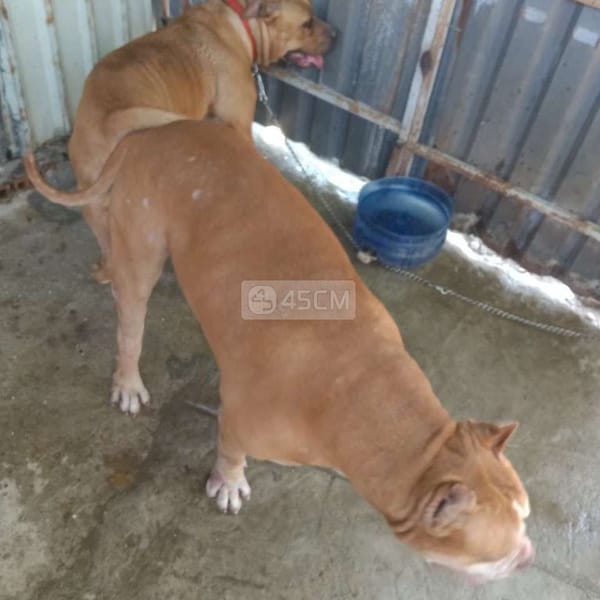 Nhận Phối (BanDong nọc nhập Thái 60kg phối sung) - Chó Bull (Chó bò) 1