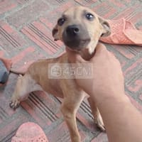 Phú quốc vàng 4 tháng tuổi - Chó Phú Quốc