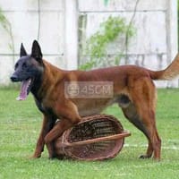 Chó Becgie Bỉ malinois Đực 10 tháng Đã Huấn luyện - Chó Becgie Đức