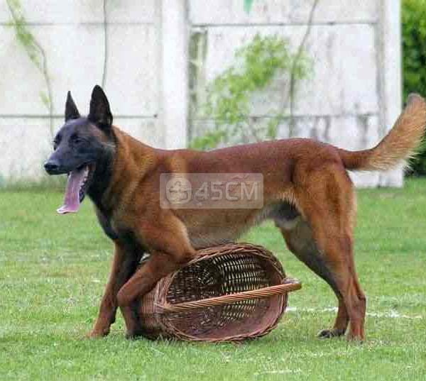 Chó Becgie Bỉ malinois Đực 10 tháng Đã Huấn luyện - Chó Becgie Đức 0