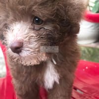 Poodle teacup tiny chocolate 2 tháng tuổi - Chó Poodle (chó săn vịt)