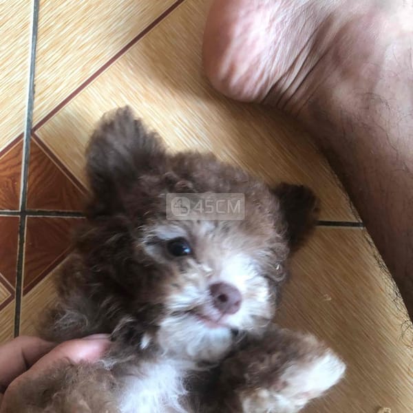Poodle teacup tiny chocolate 2 tháng tuổi - Chó Poodle (chó săn vịt) 2