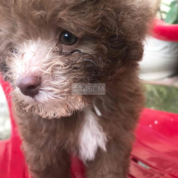 Poodle teacup tiny chocolate 2 tháng tuổi - Chó Poodle (chó săn vịt) 0