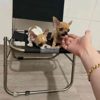 Thanh lý chihuahua - Chó Chihuahua