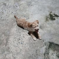 Chó nhật nhà đẻ - Chó Husky Sibir