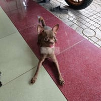 Đến tuổi tìm ghệ - Chó Chihuahua