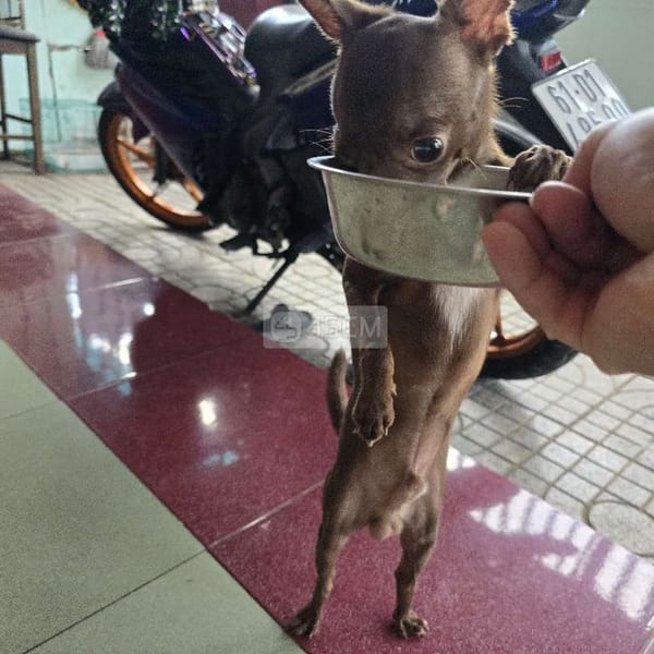 Đến tuổi tìm ghệ - Chó Chihuahua 2