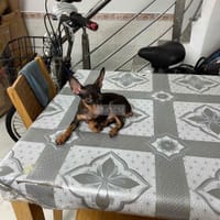 Chó Phốc Hươu Đực hơn 2 tháng tuổi - Chó Samoyed