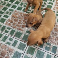 Bán rẻ chó PQ nhà đẻ - Chó Phú Quốc