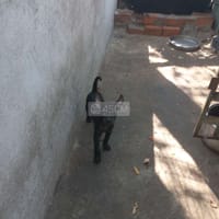 Chó phú quốc đen phong thủy - Chó Phú Quốc