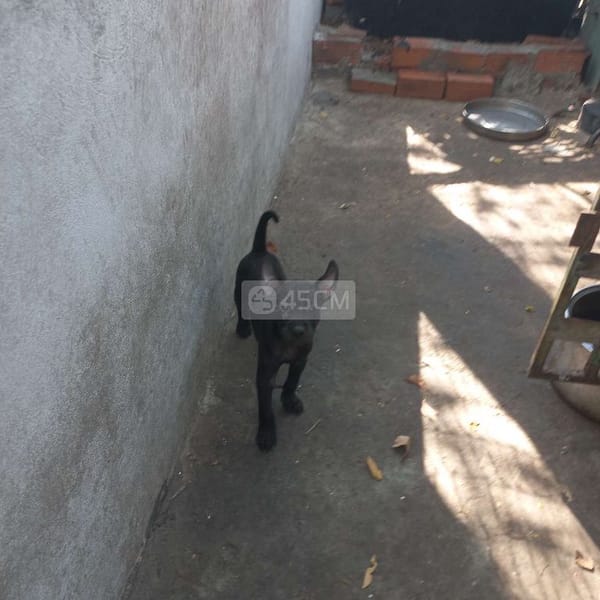 Chó phú quốc đen phong thủy - Chó Phú Quốc 0