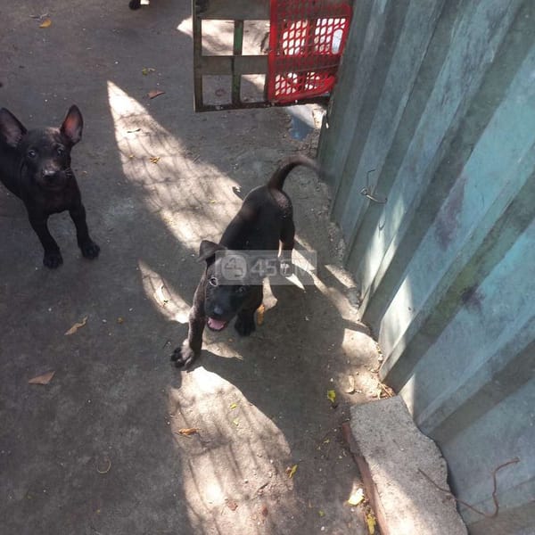 Chó phú quốc đen phong thủy - Chó Phú Quốc 3