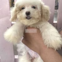 Chó Poodle trắng kem size tiny × teacup 3 tháng - Chó Poodle (chó săn vịt)