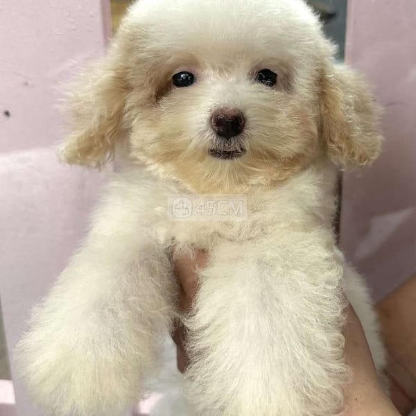 Chó Poodle trắng kem size tiny × teacup 3 tháng - Chó Poodle (chó săn vịt) 1